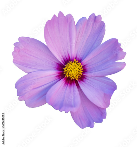 Beautiful purple flower among green foliage, top view. Isolate