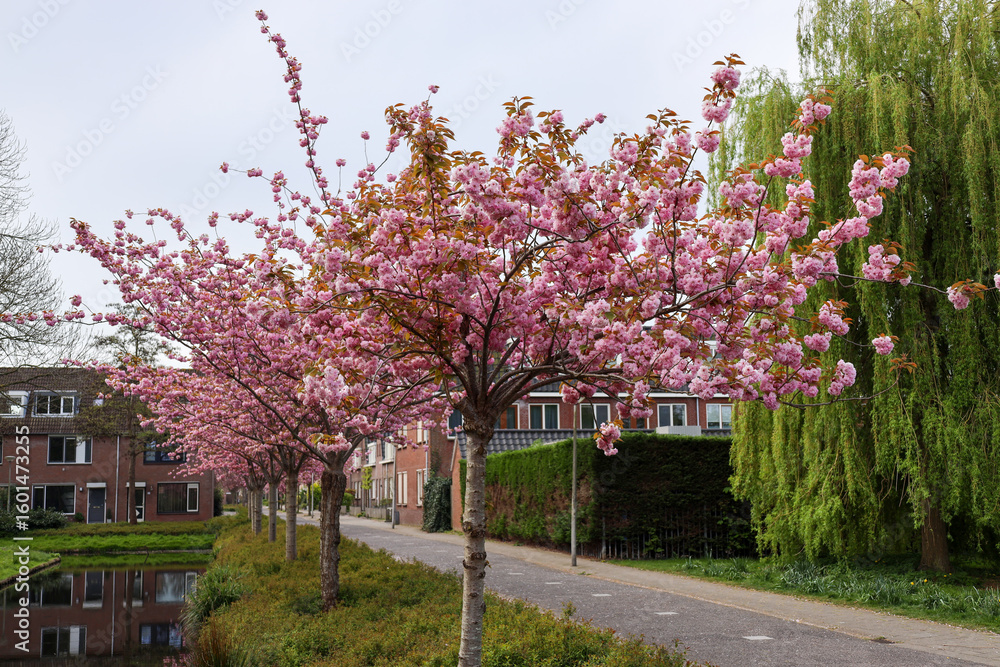 Naklejka premium Trees with blossom flowers in the Zuidplas district in Nieuwerkerk aan den IJssel