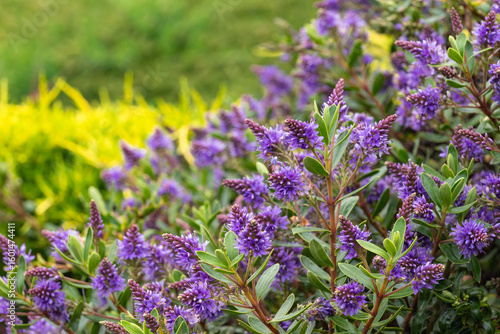 close up of purple hebe plant flowers in bloom with blurred background and copy space