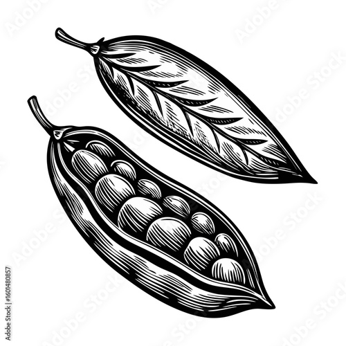 Illustration of lentil dal in pods. Fresh lentil dal, seen in detail, features organic lentils still encased in their pod and showcases lentil dal preparation.