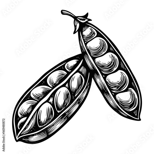 Lentil dal illustration shows opened lentil pods in detailed monochrome drawing. Lentil dal, an indian dish, is known for its simple recipe, flavorful taste and is a popular vegetarian dish.