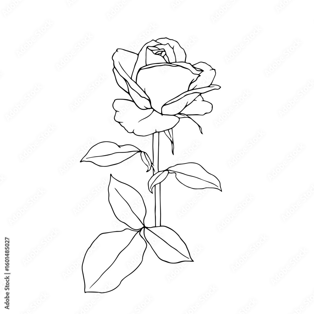 Obraz premium Line sketch, rose flower outline. Simple botanical elements. Vector graphics.