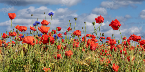 Blüten und Samenkapseln von Mohn (Papavaer rhoeas, Klatschmohn)  und Kornblumen in einem Getreidefeld (Gerste) bei Heiligendamm in  Mecklenburg-Vorpommern, Deutschland
