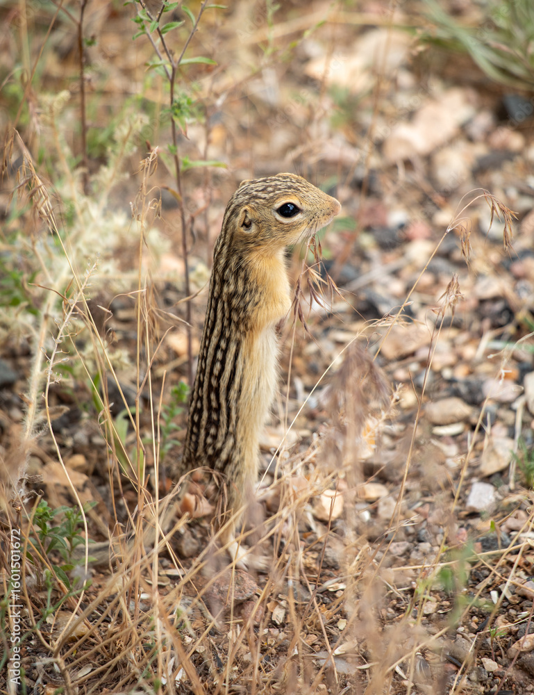 Naklejka premium Ground squirrel 13 line baby standing up super cute rodent, Wyoming closeup animal