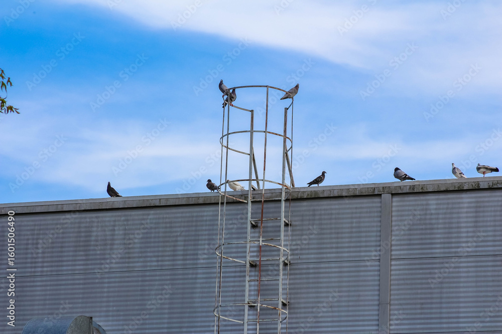 Fototapeta premium Industrial metal roof with ventilation system and birds perched against bright blue sky background
