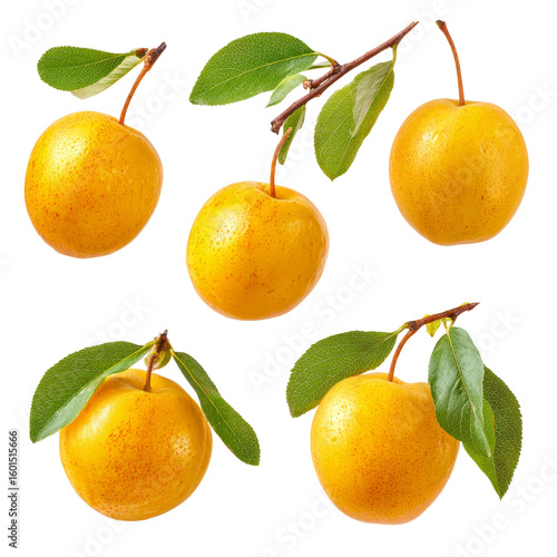 Five fresh, golden apples arranged to create a visually appealing composition. Each apple is attached to its branch, displaying vibrant leaves, and an invitation to savor the sweetness of the fruit.