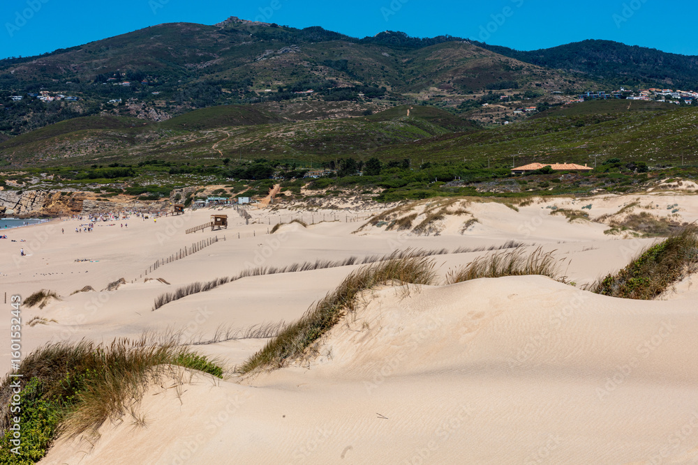 Scenic view of windswept pine trees and sand dunes near the Atlantic coast in Portugal Scenic view of windswept pine trees and sand dunes near the Atlantic coast in Portugal