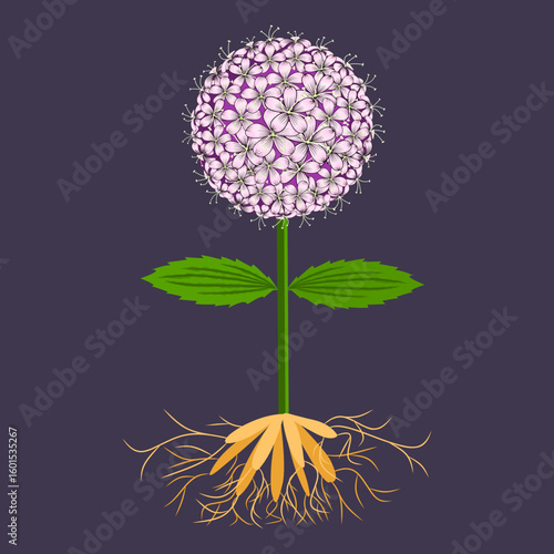 Vector illustration of stylized medicinal plant Valerian on a gray background. Possibly for design of packaging of medicines and other.
