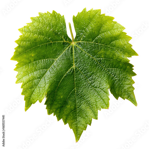 Close-up shot of a vibrant green grape leaf