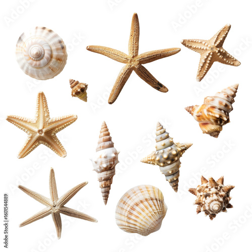 Assorted seashells and starfish