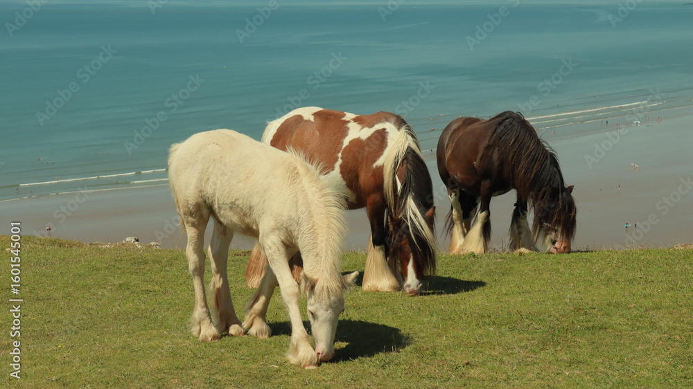 Obraz premium horses on the beach