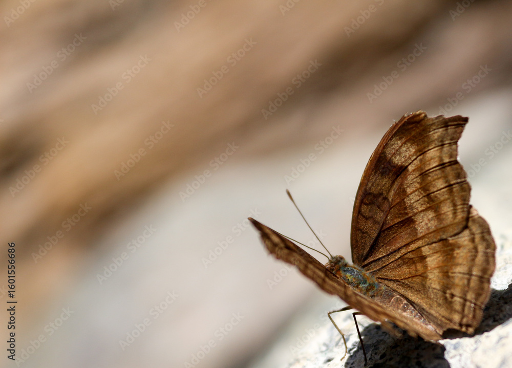 Fototapeta premium butterfly on a branch
