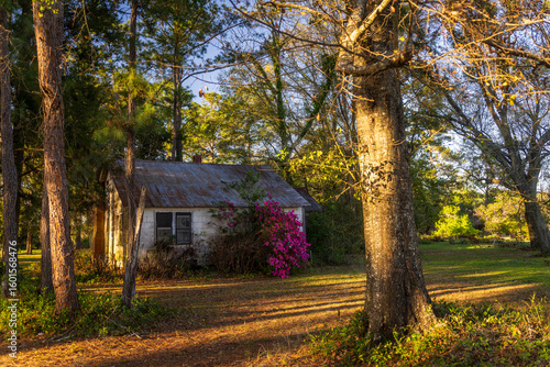 Rustic Cabin with Pink Azaleas at Sunset