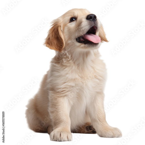 A delightful Golden Retriever puppy gazing upwards with a happy expression. This charming image captures the endearing qualities of a young dog, radiating warmth and friendliness
