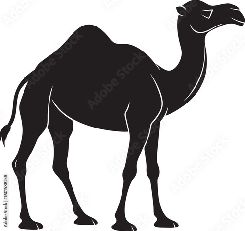 Camel On A White Background - Silhouette