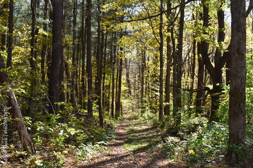 Fototapeta premium footpath in the woods