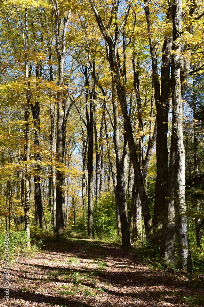 Obraz premium forest in autumn