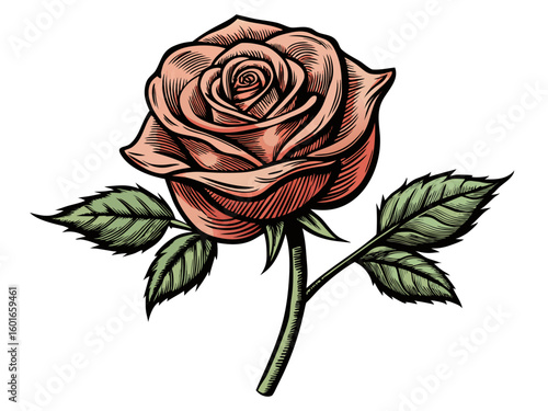 thorny rose illustration