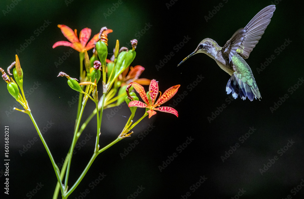 Fototapeta premium A Ruby-throated hummingbird nectaring on Blackberry Lily.