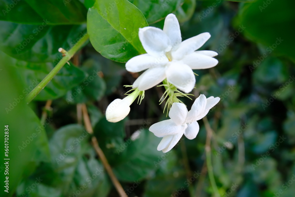 Selective Focus on White Jasmine Flower Blooming Among Green Leaves in Soft Natural Light Selective Focus on White Jasmine Flower Blooming Among Green Leaves in Soft Natural Light