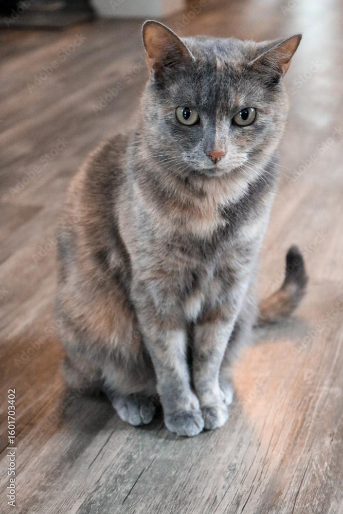 Obraz premium Cat Sitting on Wooden Floor at Home