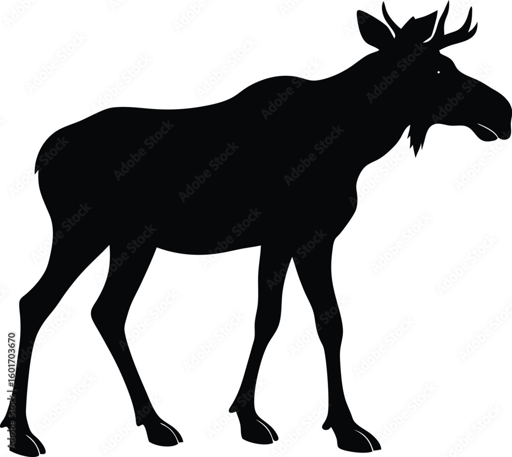 Fototapeta premium Silhouette Of a Moose