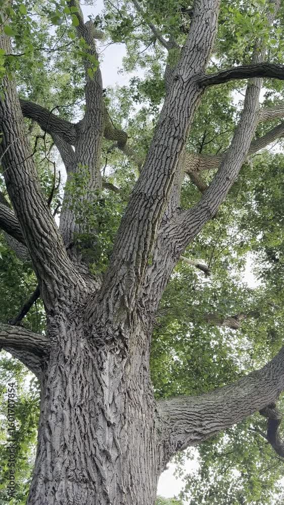 Beautiful tree crown with green leaves in park, low angle view. Camera moving up Beautiful tree crown with green leaves in park, low angle view. Camera moving up