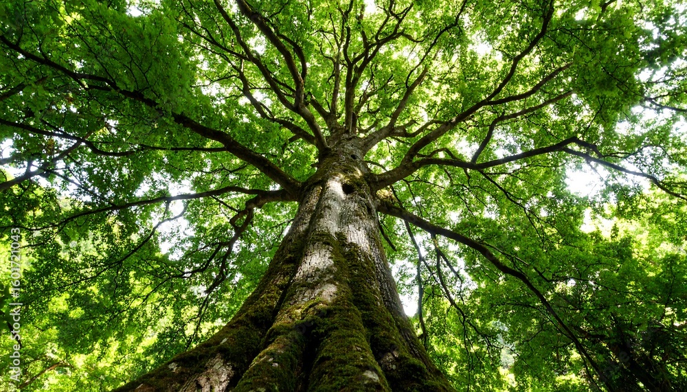 Fototapeta premium Majestic tree canopy