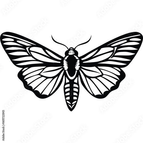 Striking Black and White Illustration of a Moth Displaying Intricate Wing Patterns and Delicate Antennae in Artistic Detail