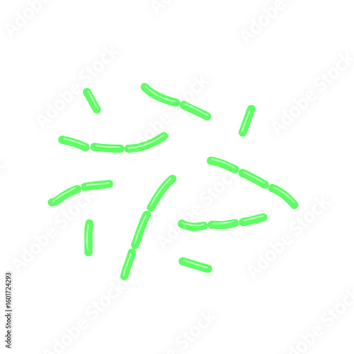 diplobacillus bacteria