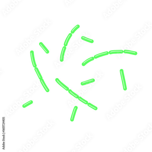 diplobacillus bacteria