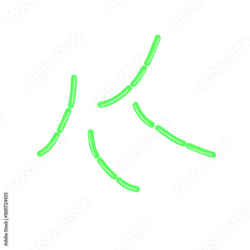 diplobacillus bacteria