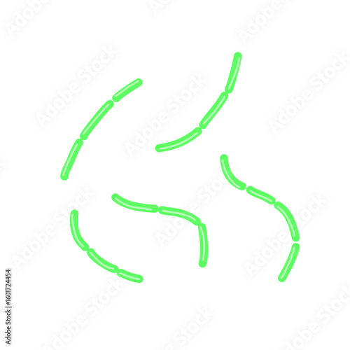 diplobacillus bacteria