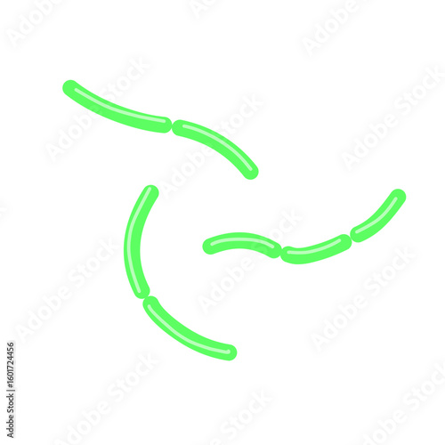 diplobacillus bacteria