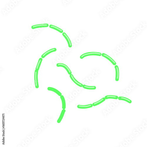 diplobacillus bacteria