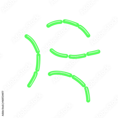 diplobacillus bacteria