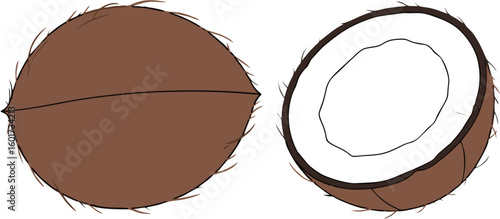 Whole and halved coconut illustration showing brown husk and white flesh.