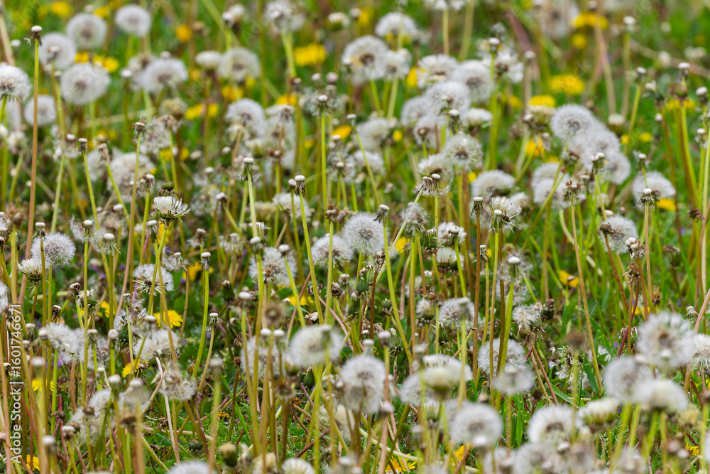 Obraz premium Field of dandelions gone to seed, with fluffy white seed heads covering the meadow, creating a soft and wild natural texture.