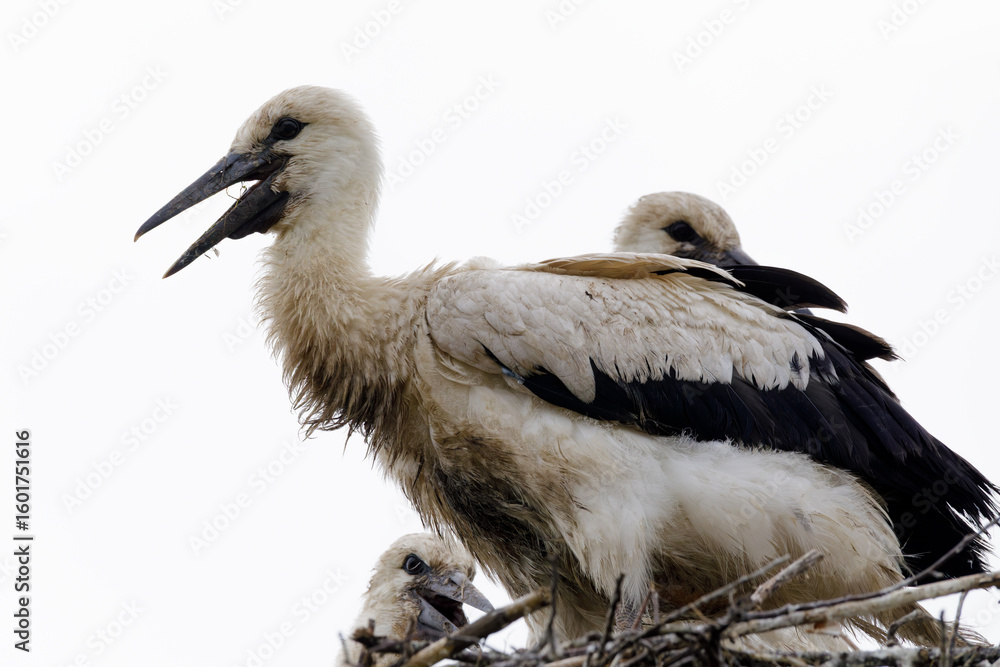 Fototapeta premium Three white storks stand closely in a large nest, one with open beak, set against an overcast sky background.