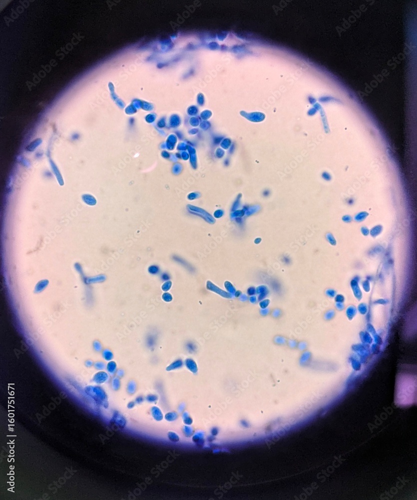 Φωτογραφία Fungal Spores Under a Microscope