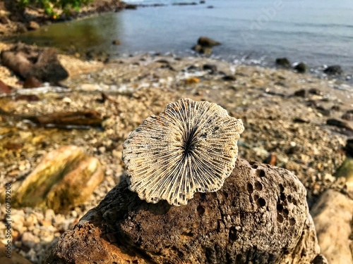 Blur background coral on the beach