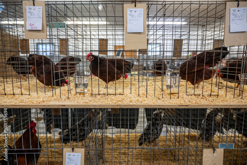 Εκτύπωση καμβά Brown hens and chickens in their cages.