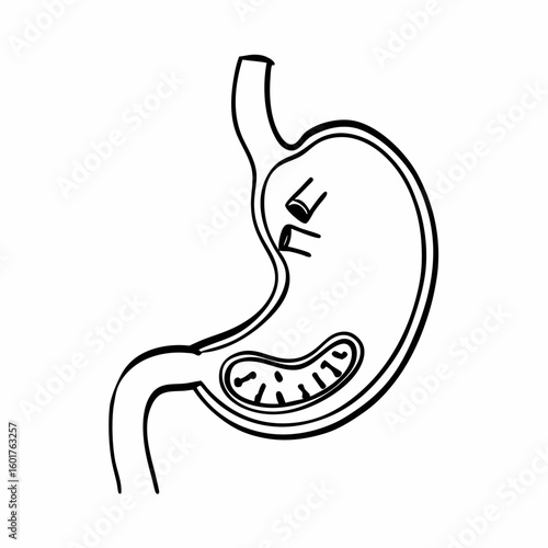 Anatomical illustration of a human stomach in cross-section, showing internal structures and outline.