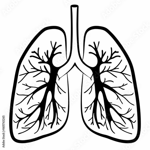 Diagram of a human respiratory system, showing lungs and branching airways.