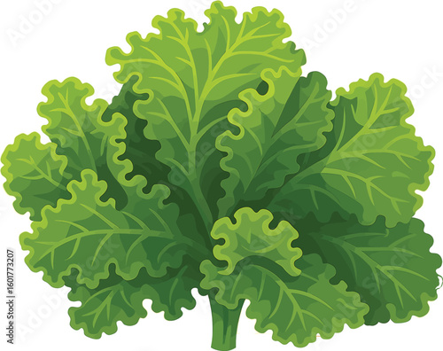 🥬 FRESH, CRISP & VIBRANT! Perfect vector of leafy green kale with intricate texture, ideal for healthy food designs. ✨Download now and freshen up your visuals! 🌿

