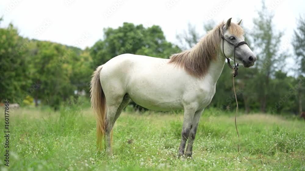 White horse animal in green grassy field with trees and nature background, calm and relaxed outdoor rural countryside scene, summer day, animal portrait, natural light White horse animal in green grassy field with trees and nature background, calm and relaxed outdoor rural countryside scene, summer day, animal portrait, natural light
