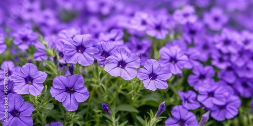 Close up view of vibrant purple petunias blooming with lush green foliage