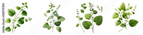 Flowering Lemon Balm: Fresh Herb Sprigs on White Background
