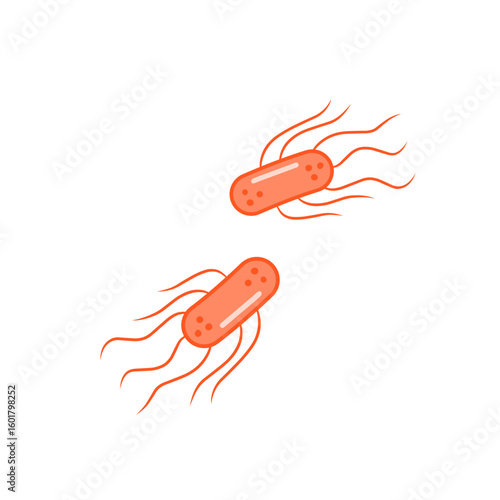 salmonella bacteria