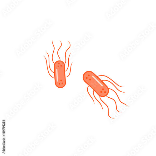 salmonella bacteria